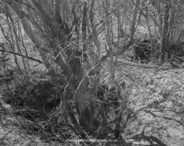 Chancellor’s Farm 12