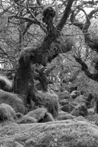 Mendip Exmoor and Dartmoor 3