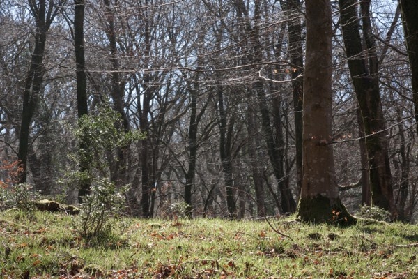 Mendip Exmoor and Dartmoor 8