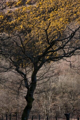 Mendip Exmoor and Dartmoor 10