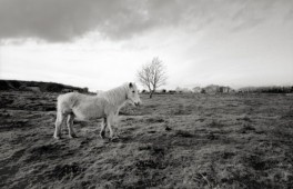 Mendip Exmoor and Dartmoor 12