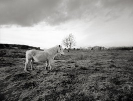 Mendip Exmoor and Dartmoor 12