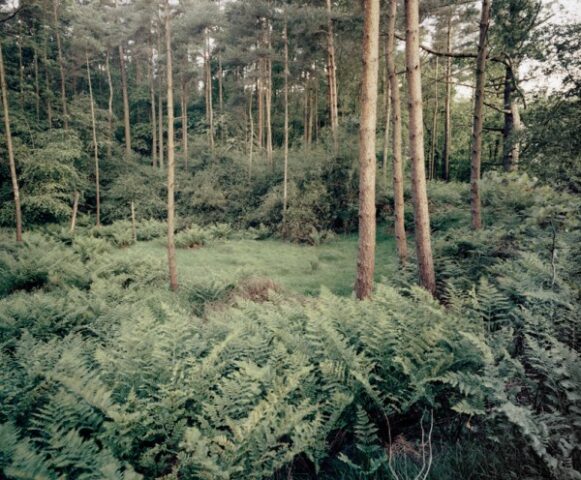 Smitham Chimney, East Harptree 04