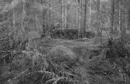 Stockhill Woods 05