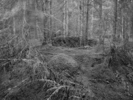 Stockhill Woods 05