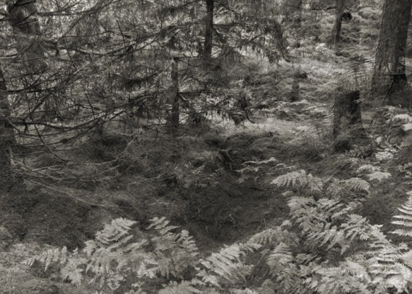 Stockhill Woods Former Collection 10