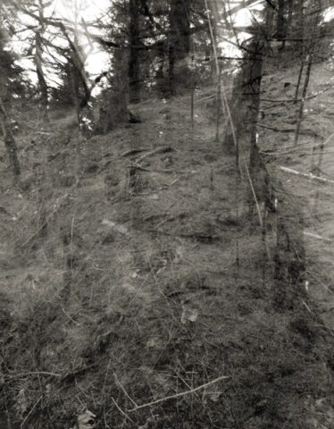 Stockhill Woods Former Collection 15