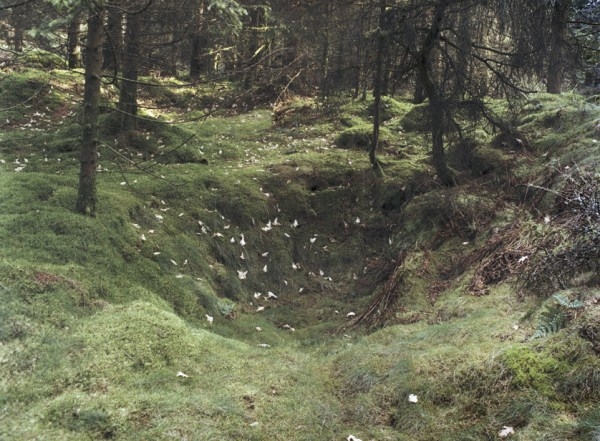 Stockhill Woods Former Collection 14