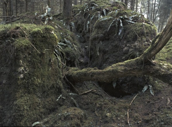 Stockhill Woods Former Collection 12