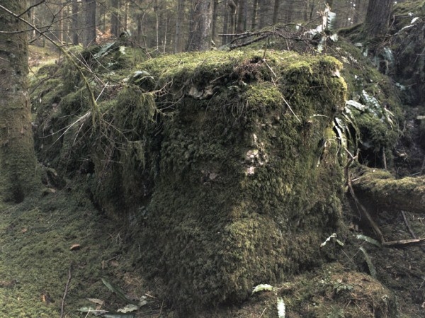 Stockhill Woods Former Collection 11