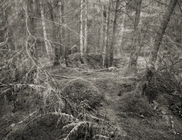 Stockhill Woods Former Collection 02