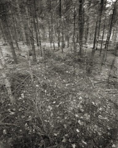 Stockhill Woods Former Collection 04