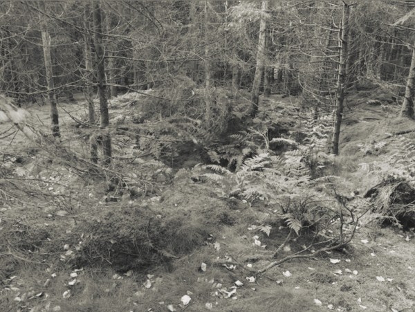 Stockhill Woods Former Collection 09